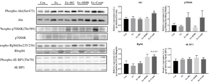 Figure 4. Effects of habitual exercise and combination of BG plus HMB on mitochondrial biogenesis and function