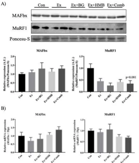 Figure 6. Effects of habitual exercise and combination of BG plus HMB on the expression levels of muscle-specific E3 ubiquitin ligase