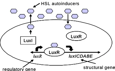 Figure 5: A bacterial cell transmits autoinducers from the Lux I gene and receives autoinducers when their concentration exceeds a threshold