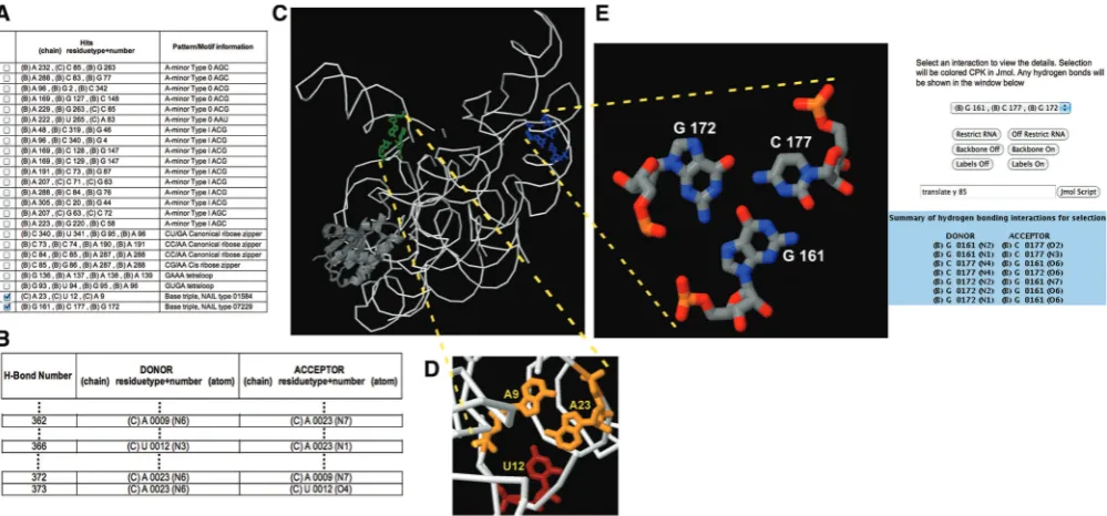 Figure 1. Snapshots of NASSAM output for the PDB structure of a bacterial ribonuclease P (PDB ID: 3Q1R): (selected in (A) where the hydrogen bonds formed by this interaction are presented in (B); ((of base arrangement patterns or motifs; (A) A listing of the occurrences (hits)B) excerpts from a list identifying hydrogen bonds between bases which in this extract is for an AUA triple;C) Jmol window showing the triple hits selected in (A) relative to the whole structure; (D) Jmol window showing a magniﬁcation of the AUA tripleE) Jmol window showing the GCG triple selected in(A) with the hydrogen bonds present in the selection presented in an auxiliary Jmol window (right).