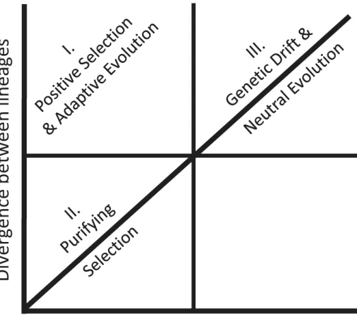 Fig. 1.Mode of gene expression evolution inferred from levels of polymorphism and divergence, or