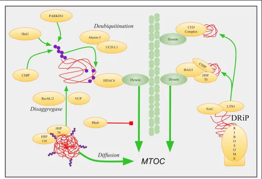 Figure 2 Retrograde Transport Of Peripheral Microaggregates. PMAs (red) are recognized by folding chaperones like HSP70 and HSP110