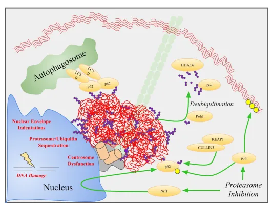 Figure 3 Aggresome Formation, Disposal, and Dysfunction. Aggresomes (red) are coated and actively aggregated by p62, which also recruits                   LC3-II to promote aggrephagy