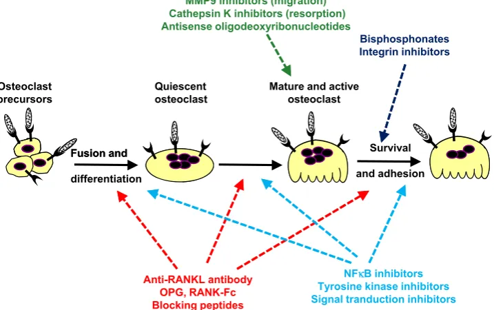 Fig. 4. Therapeutic arsenals currently used or in development targeting osteoclast lineage to treat bone tumours