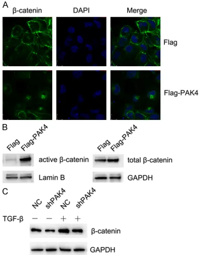 Figure 3. PAK4 promotes TGF-β1-induced EMT process in HK-2 cells through activating β-catenin signaling pathway