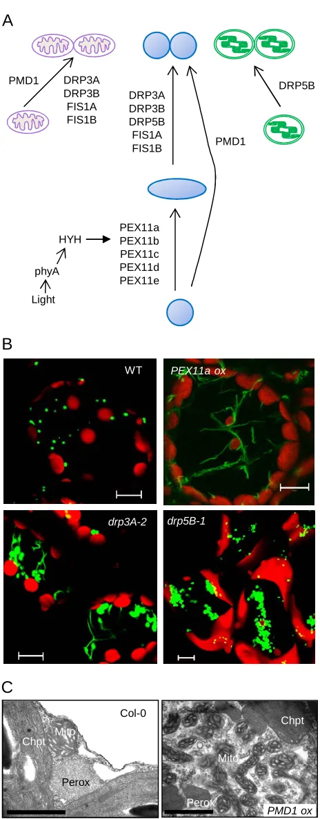 Figure 2. Proteins that mediate peroxisome division in division, only factors shared with peroxisomes are depicted.(B) Confocal micrographs of leaf mesophyll cells showing peroxisome phenotypes in plants ectopically expressing mutants of (C) Transmission e