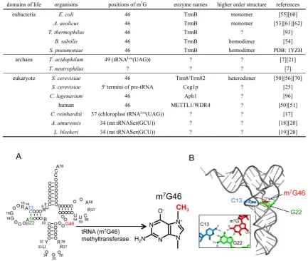 Figure 1. tRNA m7G46 methyltransferase methylates the 7-atom of guanine at position 46 in tRNA and forms m7G46