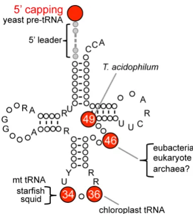 Figure 2. Positions of the m7G modification in tRNA The numbers in circles indicate the positions of m7G in tRNA