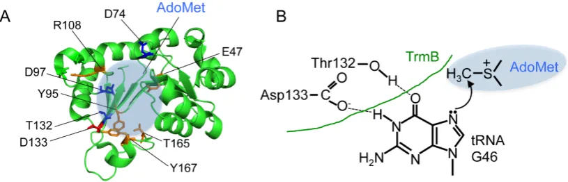 Figure 4. The amino acid residues for AdoMet binding and hypothetical reaction mechanism of TrmB (A) The amino acid residues (E47, Y95, R108, T165 and Y167) involved in AdoMet binding (orange) are indicated on the catalytic domain of B