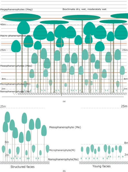 Figure 7. (a) Primary forest (synthesis of an eco-unit plan/Source: P. JOSEPH); (b) secondary forest (synthetic figure/ Source: P