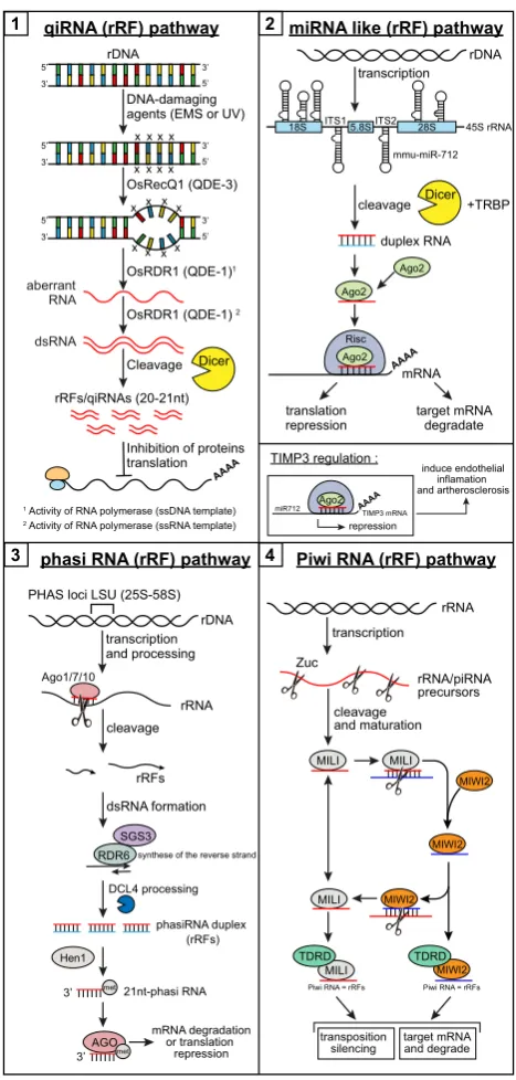 Figure 1. The biogenesis and function of rRFs. (discovered in fungi (and mammalswhich is detected by OsRecQ1 (RecQ DNA helicase homologue/QDE-3)