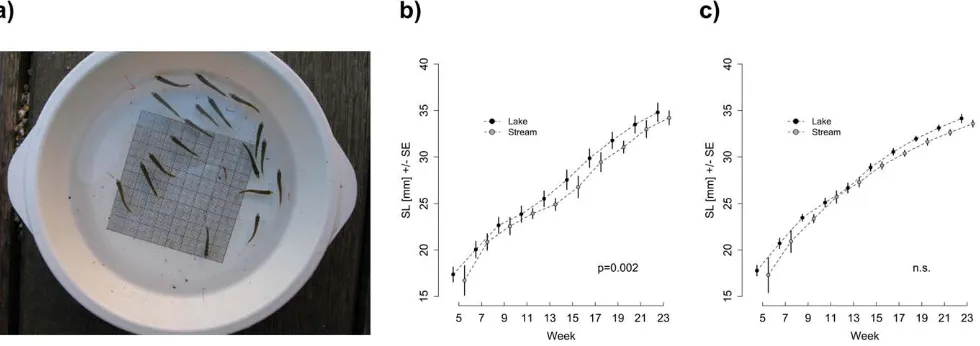 Figure 3. Summary of the increase in body size over time for experimental fish. (a) Illustration of the method used to estimate averagePanels b and c show the average body size over time for lake and stream populations under either b) lake-like or c) strea