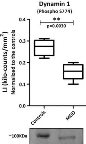 Fig. 3 Validation of Dynamin 1 as a candidate of differentiallyphosphorylated protein in the DLPFC from MDD patients andcontrols