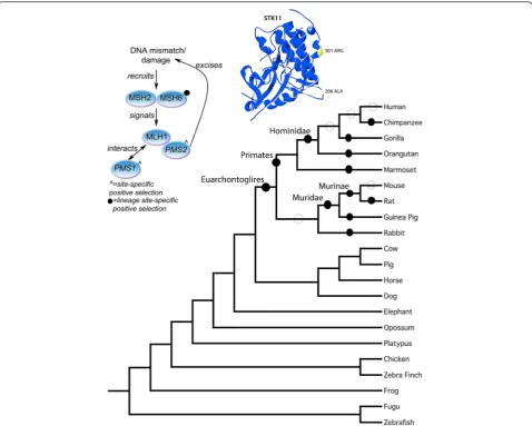 Figure 1 Phylogeny of animal species used in this study. The ancestral lineages tested in the analysis are labeled with their correspondingnames as used throughout the text
