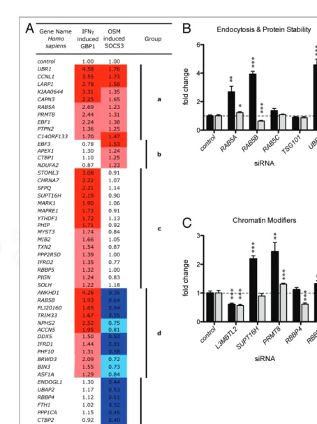 Figure 3. Screening for JAK-STAT modulating genes by qPCR. (A) Heat map showing the level of IFN-c induced GBP1 mRNA and OSM induced SOCS3mRNAs expressed following knock down of the indicated genes