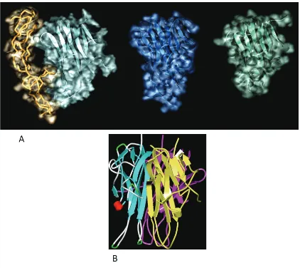 Figure 1. structure of TRAIL. A: Surface representation of TRAIL (cyan) bounded to its cognate receptor DR5 (tube representation, light orange), TNF-alpha (blue), and CD40L (green)