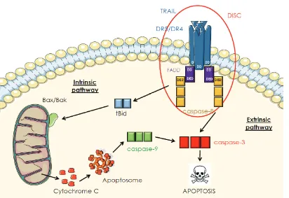 Figure 3. TRAIL-induced apoptosis signaling pathway via the death receptors DR4 and DR5