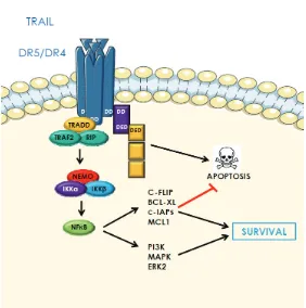 Figure 4. TRAIL-induced non apoptotic signaling pathways. The trimeric TRAIL can also induce recruitment of intracel-lular components leading to activation of NF-kB