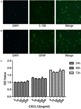 Figure 1. Fluorescent immunocytochemistry of cultured Schwann cells stained by S-100 (A) and GFAP (B), with nuclei counterstained with DAPI