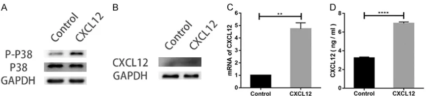 Figure 4. CXCL12 promotes the p38 phosphorylation on SCs (A). Expression of CXCL12 in SCs analyzed by Western blot (B), q RT-PCR (C), and ELISA (D)