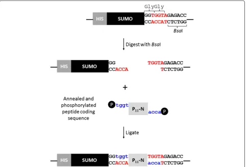 Figure 2 SDS-PAGE gels showing the cleavage of SUMO_P11-N with SUMO protease. A) Uncleaved and SUMO protease cleavedSUMO_P11-4 in either buffer (lanes 1 and 2) or water (lanes 3 and 4)