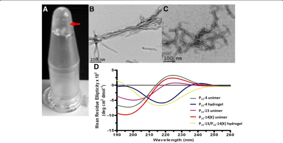 Figure 4 Hydrogel analysis of P11-13/P11-14. A) Hydrogel formed upon equimolar mixing of P11-13 and P11-14(K) indicated by arrow