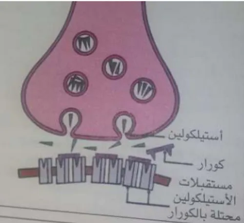 Fig. 2.  Capture d’écran d’une animation réalisée avec le logiciel Cinéma 4D qui montre la libération des neurotransmetteurs 