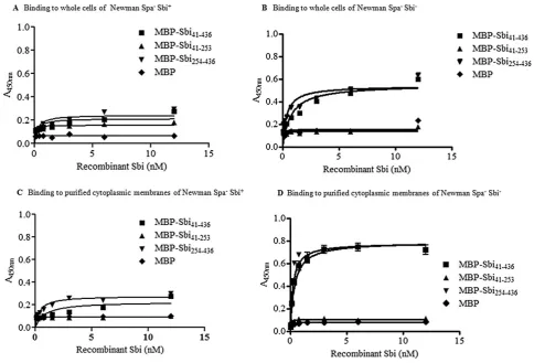 Fig. 9. Binding of MBP–Sbi to whole cells and puriﬁed cytoplasmic membrane. Binding of MBP–Sbishown are representatives of one experiment with each plot in the graph representing the average of duplicate wells