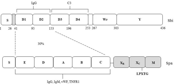 Fig. 1. Schematic diagrams of Sbi and Spa. The upper ﬁgure is Sbi and the lower is Spa