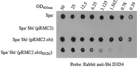 Fig. 2. Surface expression of Sbi domains D3D4. Serial dilutionsof cells were applied to a nitrocellulose membrane and probed withrabbit anti-Sbi D3D4WrY IgG followed by HRP-conjugated goatanti-rabbit IgG.