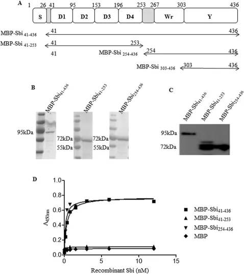 Fig. 3. Binding of MBP–Sbitimes with similar results. The graph shown is a representative of one experiment with each point plot representing the average of duplicateA