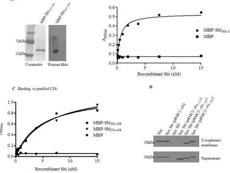 Fig. 8. Cellular localization of Sbi C-terminal truncates.