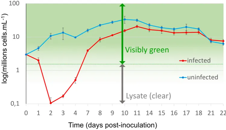 Figure 1. Host cell dynamics during a lytic infection. Each point represents an average from 5 independent cultures of O