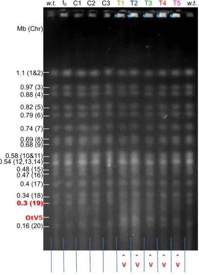 Figure 2. Karyotypes of O. tauri cultures visualised by PFGE separation of the chromosomes