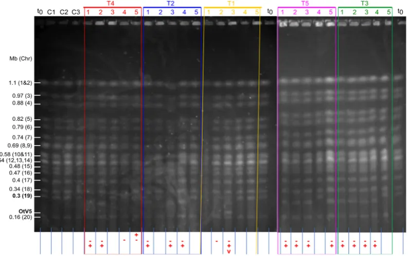 Figure 3. Karyotypes of clonal lines O. tauri visualised by PFGE separation of the chromosomes