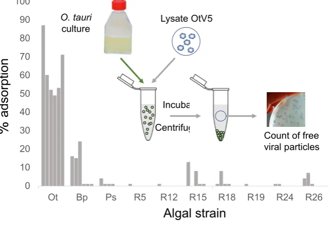 Figure 6. Acquired resistance reduces adsorption of OtV5. Ten algal strains (abscissa) were each assayed six times (grey bars) for their ability to bind to OtV5