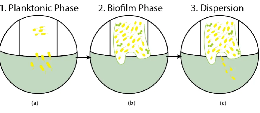 Figure 1. Biofilm Life Cycle. (a) Stage 1: Planktonic and free-floating bacteria make contact with a surface randomly or by chemical attraction; (b) Stage 2: Cells aggregate and form microcolonies on the surface; nascent biofilm is formed; (c) Stage 3: Dis
