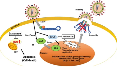 Figure 1. Model of infection of influenza viruses in normal host cells and cells overexpressing Nrf2