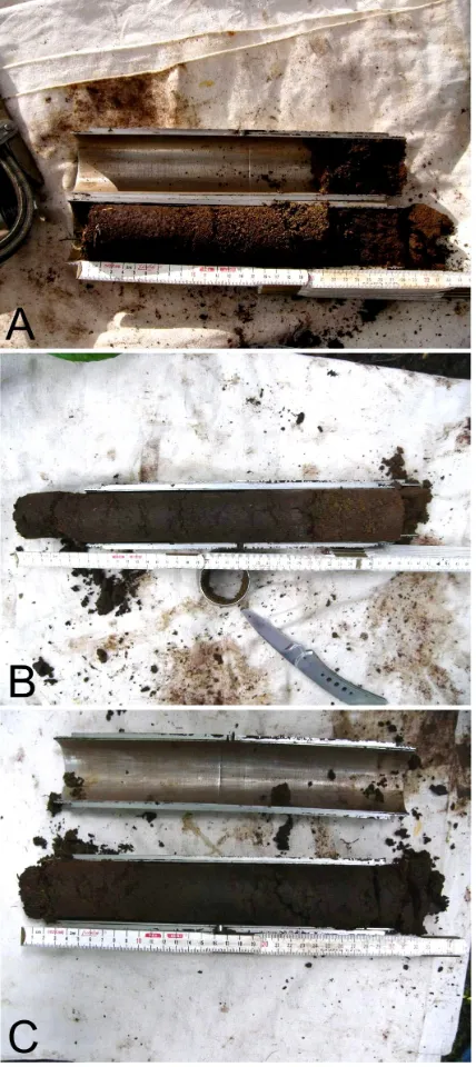 Figure 3. Soil cores representative of the landscapes studied Mature forest soil displays a thick A horizon varying from heavily rooted and reddish brown (near top) to very dark grayish brown.here