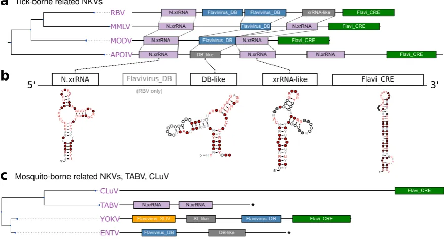 Figure 5. a Annotated Tree of dISFV 3’UTRs. Asterisks denote incomplete 3’UTR sequences