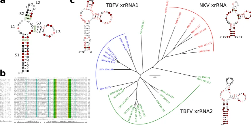 Figure 7. Generalized structure of all high conﬁdence (cmsearch evalueT.xrRNA2 and N.xrRNA