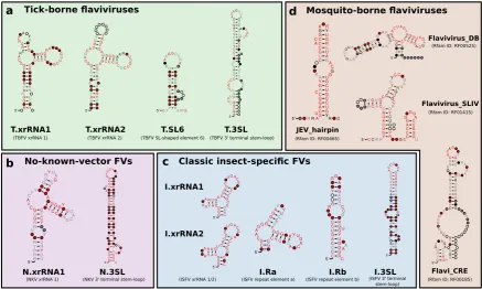 Figure 2. Overview of consensus structures of all CMs used for the annotation of ﬂavivirus 3’UTRs.TBFV, ISFV, and NKV elements were reﬁned from published experimental data (T.xrRNA1/2,xrRNA CM (SectionI.xrRNA1/2, N.xrRNA) or identiﬁed computationally (T.SL