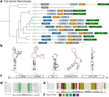 Figure 3. a Annotated 3’UTRs of TBFVs. The phylogenetic tree on the left has been computed fromcomplete coding sequence nucleotide alignments and corresponds to the TBFV subtree in Fig