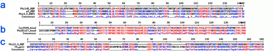 Figure S1. Sequence alignment of RBP proteins head domains. heads of phages Phi145, p2 and Phi4.2, defining the p2 sub-group