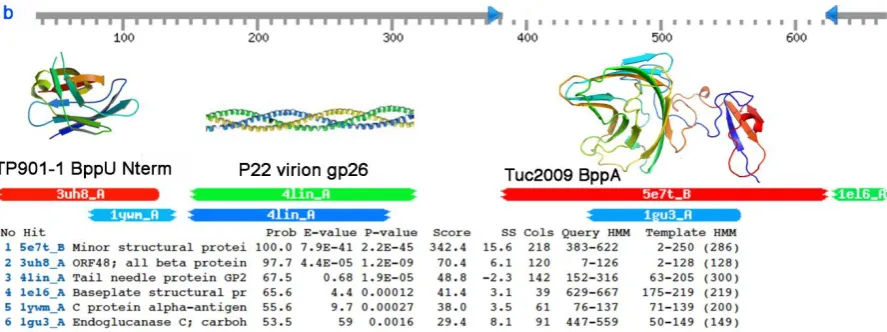 Figure S7.  HHpred analysis of a NPS from the P335 family lactococcal phage TP901-1. The N-terminus BppU domain, a triple-helix and a BppA module are successively identified
