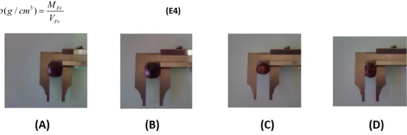 Fig. 1.  Photographie des dimensions de la graine de la prune noire: (A) longueur du fruit, (B) largeur du fruit, (C) longueur de  la graine, (D) largeur de la graine