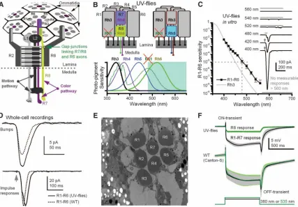 Fig. 1. Manipulating spectral sensitivity of the motion pathway to elucidate circuit computations