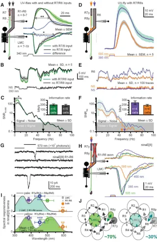 Fig. 3. R7/R8 photoreceptors transmit information to a motion pathway shaping R1–R6 and LMC 