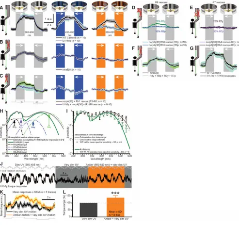 Fig. 4. Signals from R1–R6 and R7/R8 sum to generate optomotor responses. Responses (yaw 