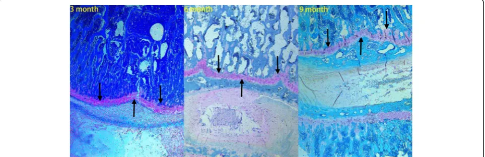 Fig. 7 Representative histologic sections (H&E staining) of the disc and endplate (original magnification, ×10).group